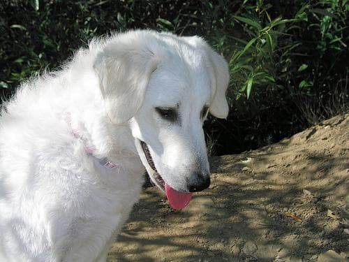 Perro blanco del refugio en el campo