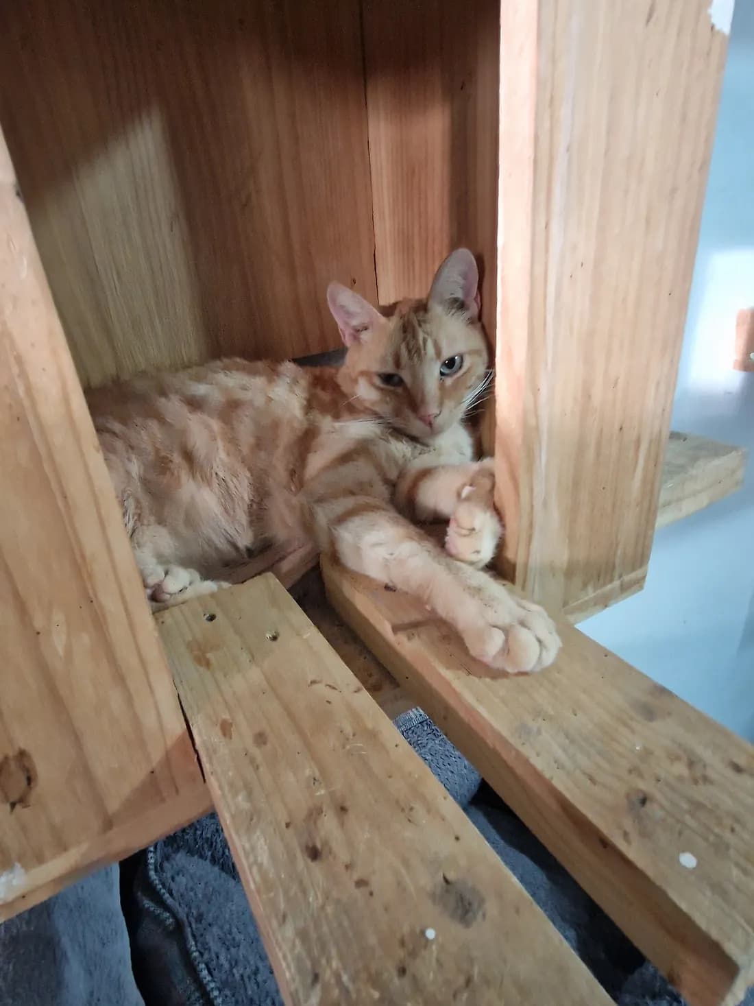 Uno de los gatos del refugio, tumbado en su rascador