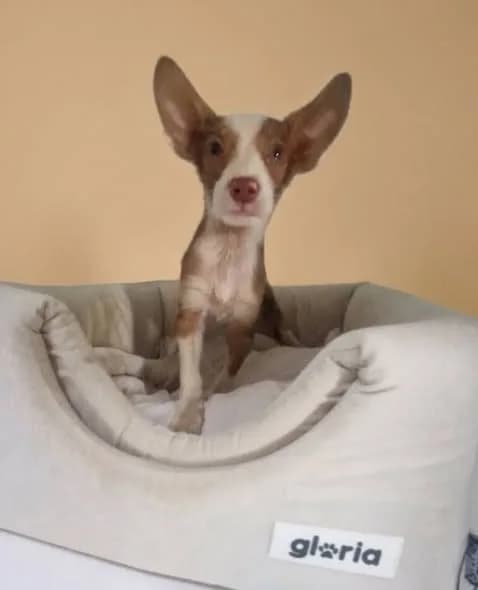 Dumbo, en el Refugio San Jorge