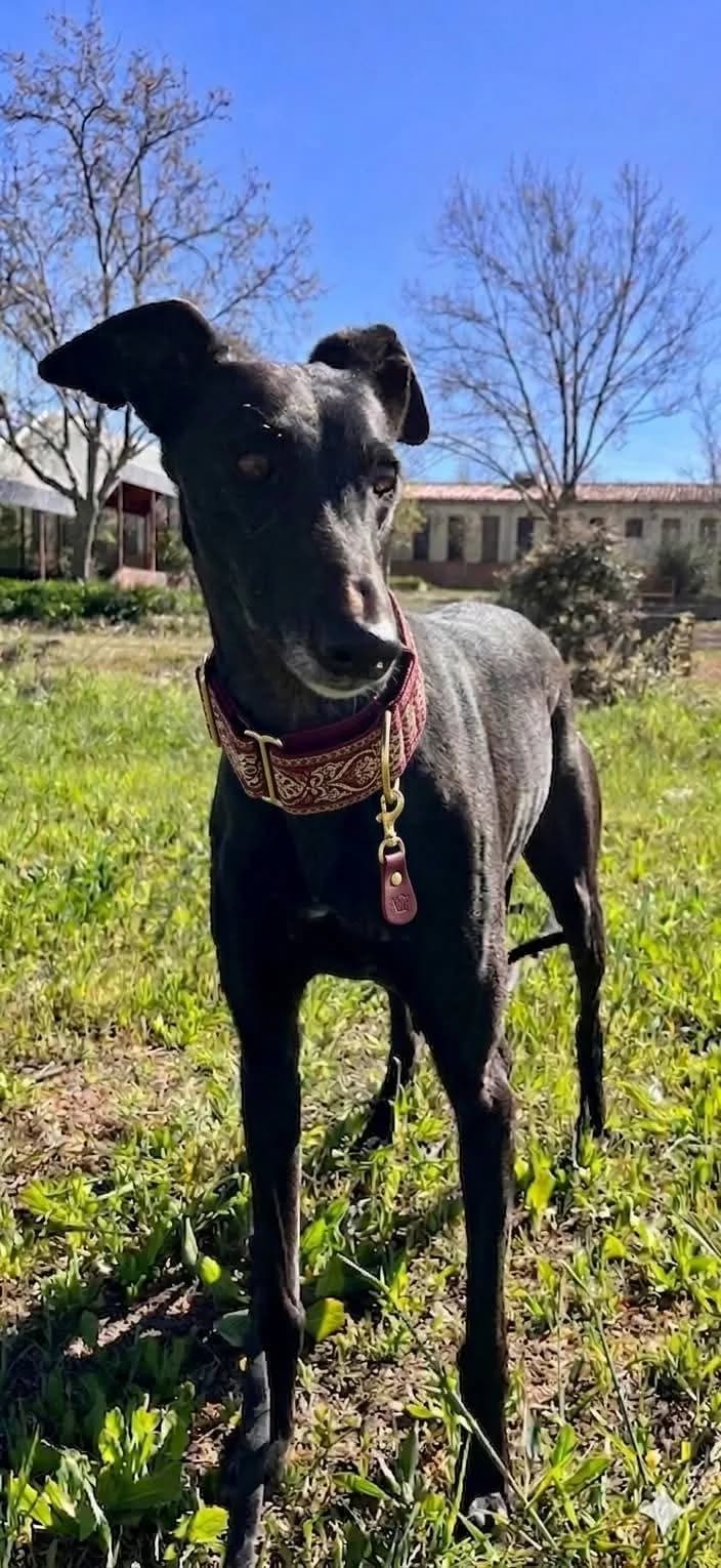 Luna, en el Refugio San Jorge