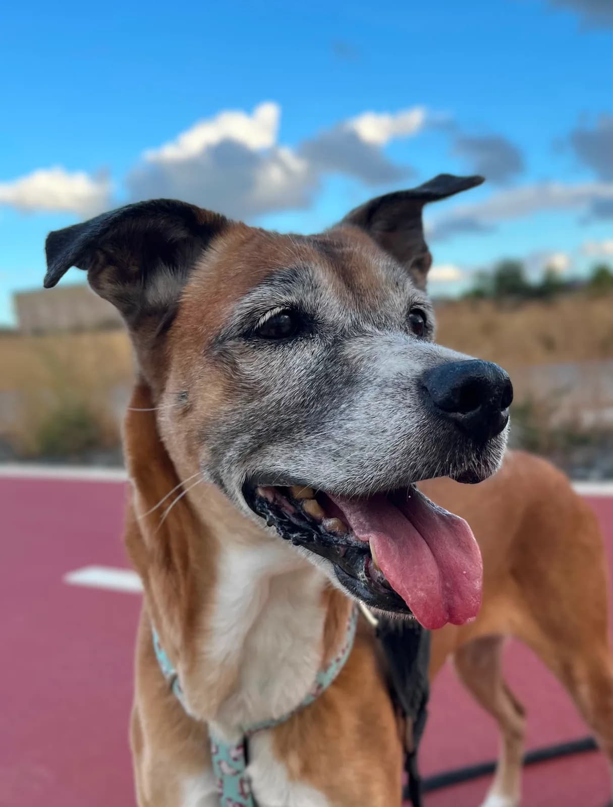 Nala, en el Refugio San Jorge