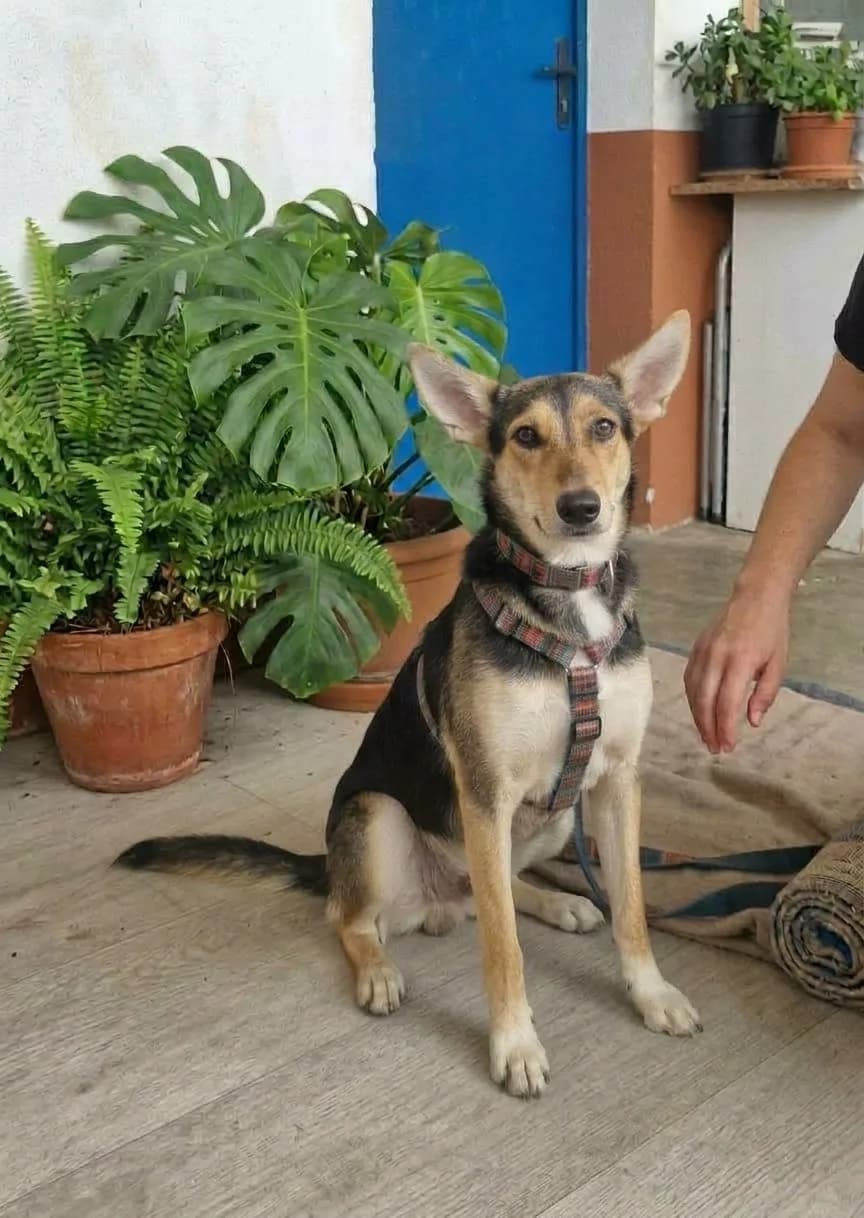 Sury, en el Refugio San Jorge