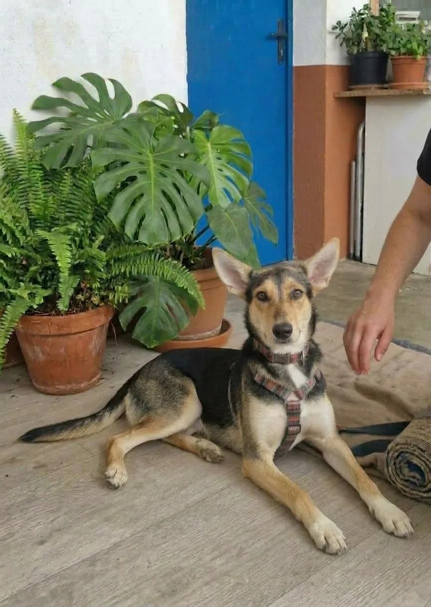 Sury, en el Refugio San Jorge