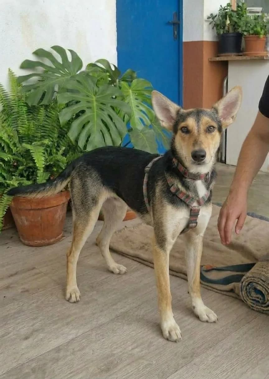 Sury, en el Refugio San Jorge