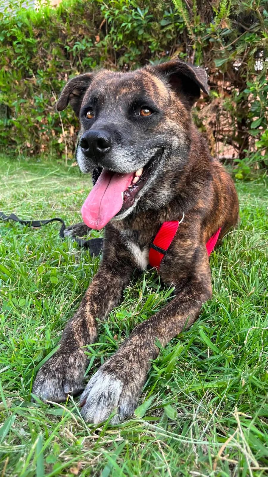 Zorro, en el Refugio San Jorge