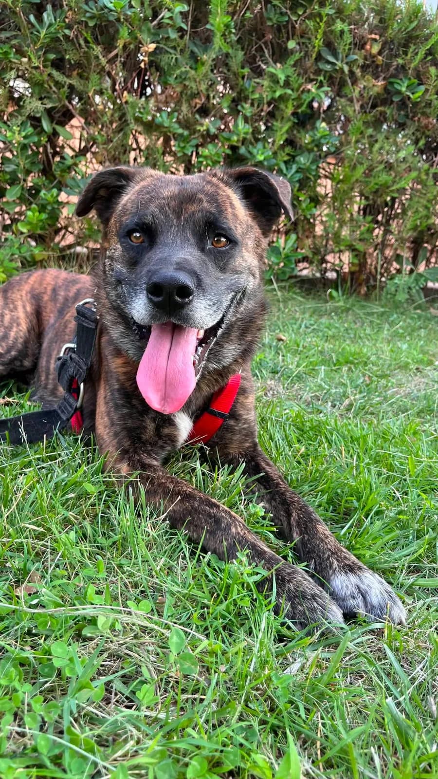 Zorro, en el Refugio San Jorge
